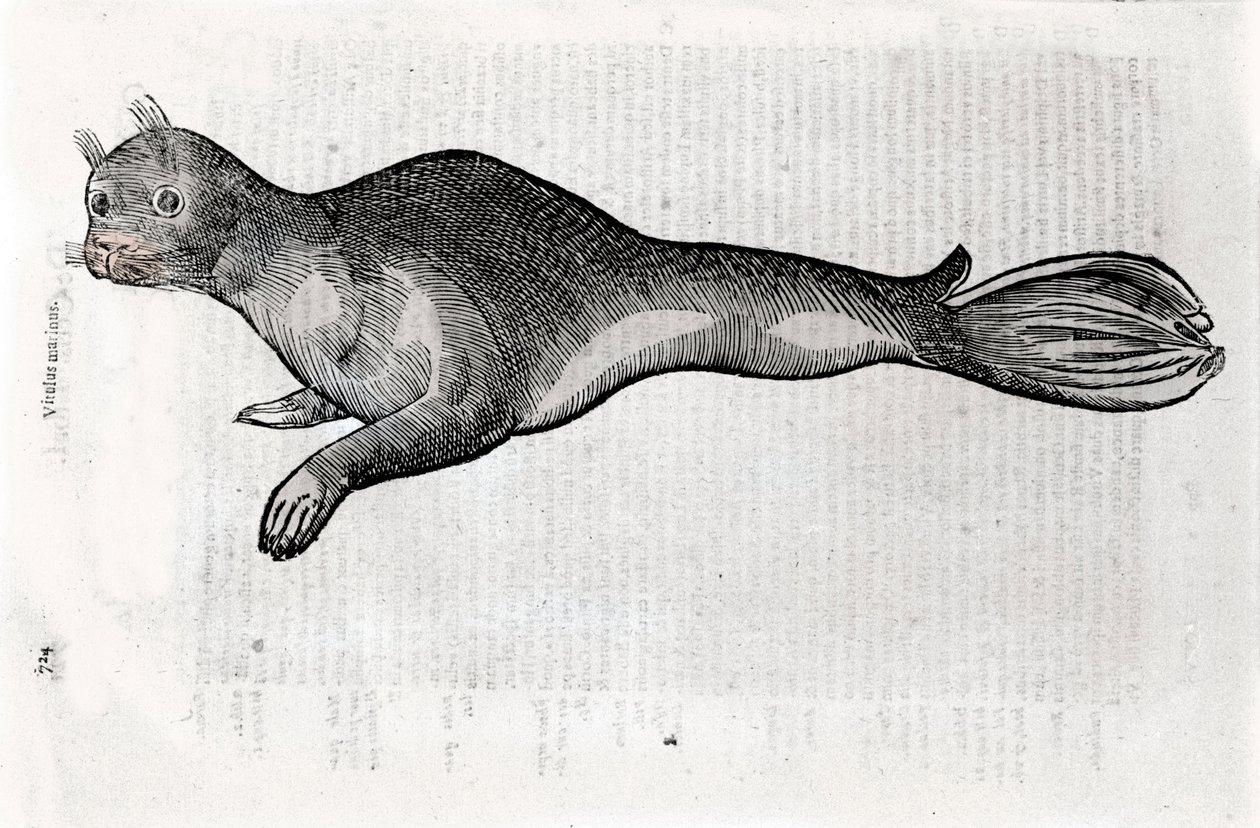 Representation of a seal Plate illustrated from a manuscript of Natural History by Ulisse Aldrovandi (1522-1605), Ulisse Aldrovandi fonds, University Library of Bologna, ed. 1603. by Ulisse Aldrovandi