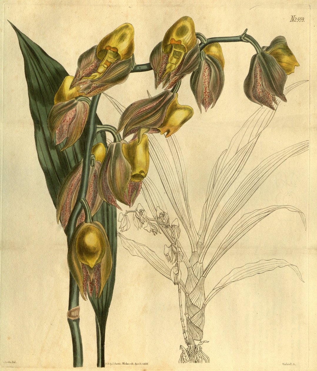 Illustration of Catasetum macrocarpum (as syn. Catasetum tridentatum) by Unbekannt Unbekannt
