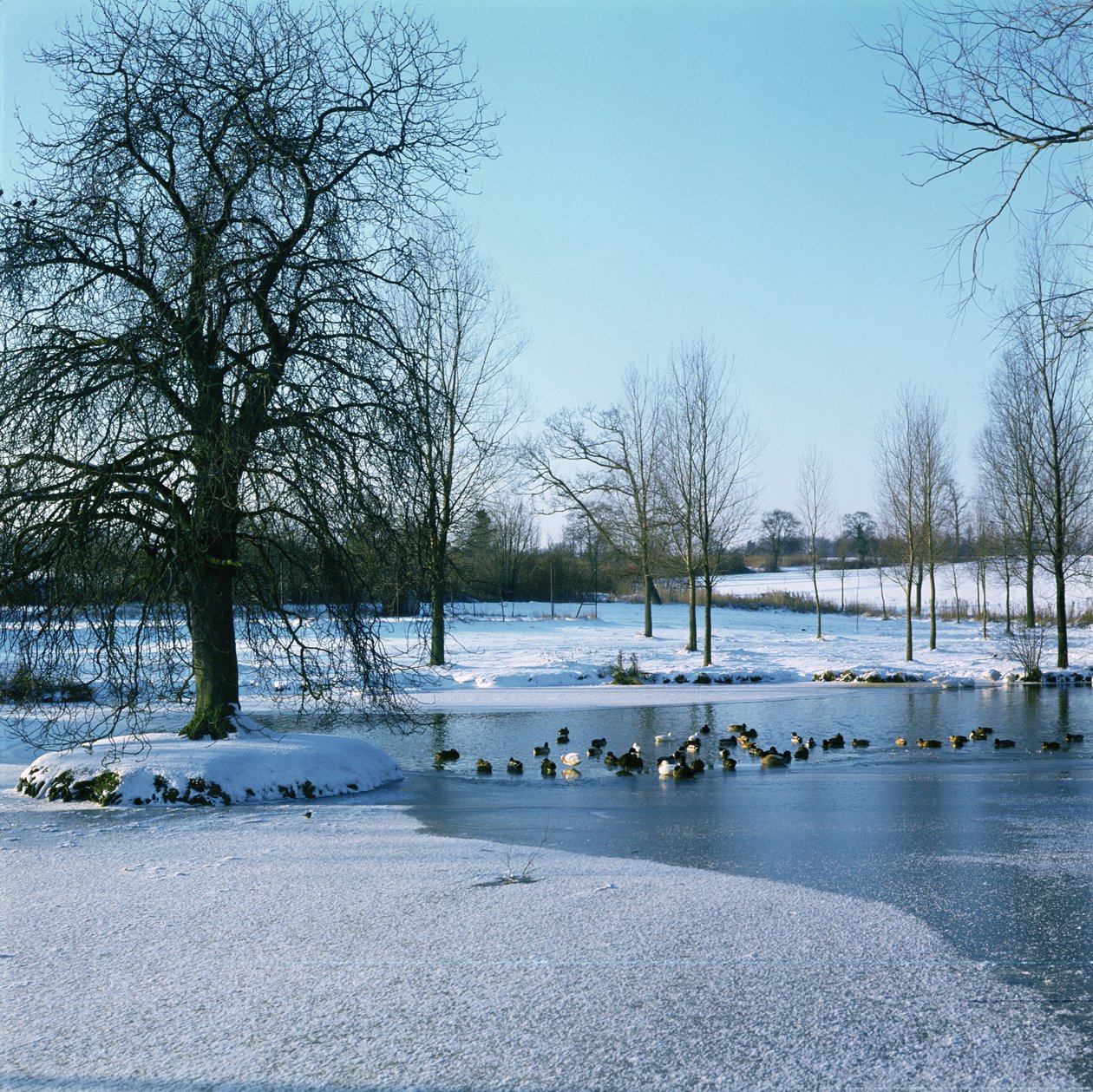 Ducks in the Snow near Finchingfield, Essex by Unbekannt Unbekannt