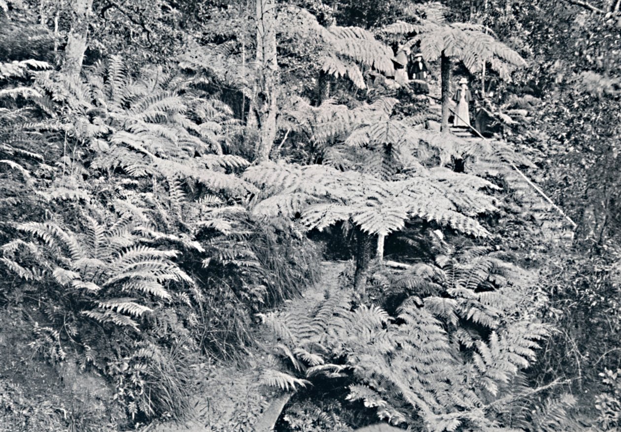 A Forest of Tree Ferns, Leura, Blue Mountains by Unbekannt