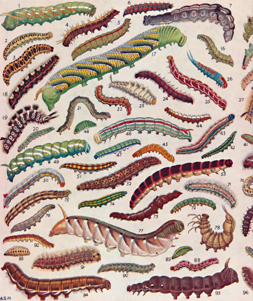 A Hundred Different Kinds of Caterpillars of Butterflies and Moths by Unbekannt