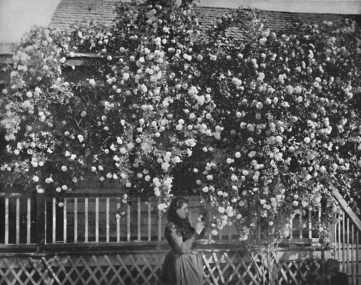 A Rose-Decked Home, Southern California, c1897 by Unbekannt