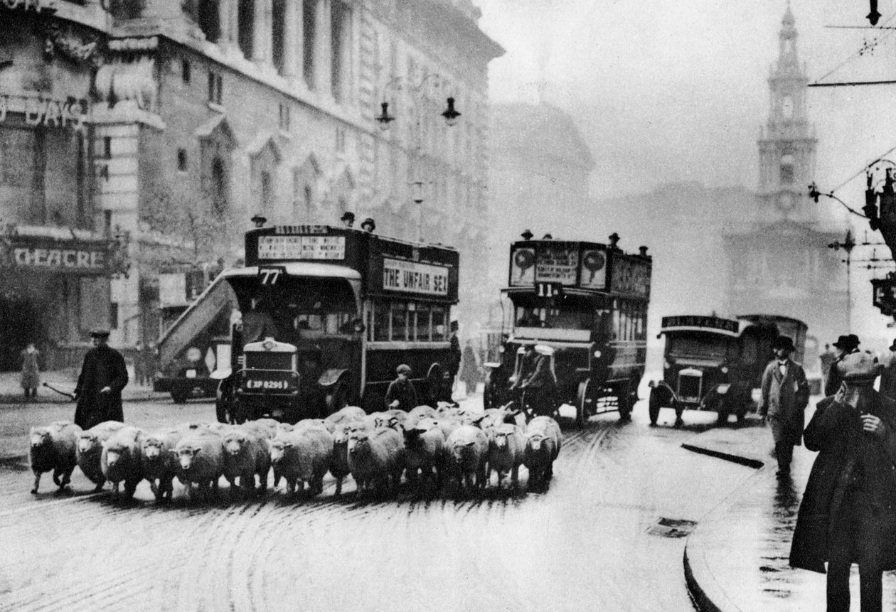 A Flock of Sheep on the Strand, London, 1926-1927 by Unbekannt