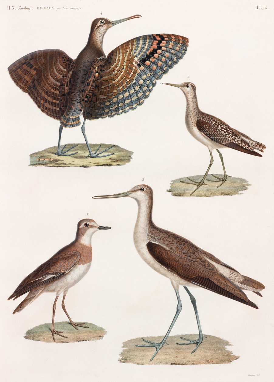 A Full Page Series of Colour Illustrations of Birds by Unbekannt