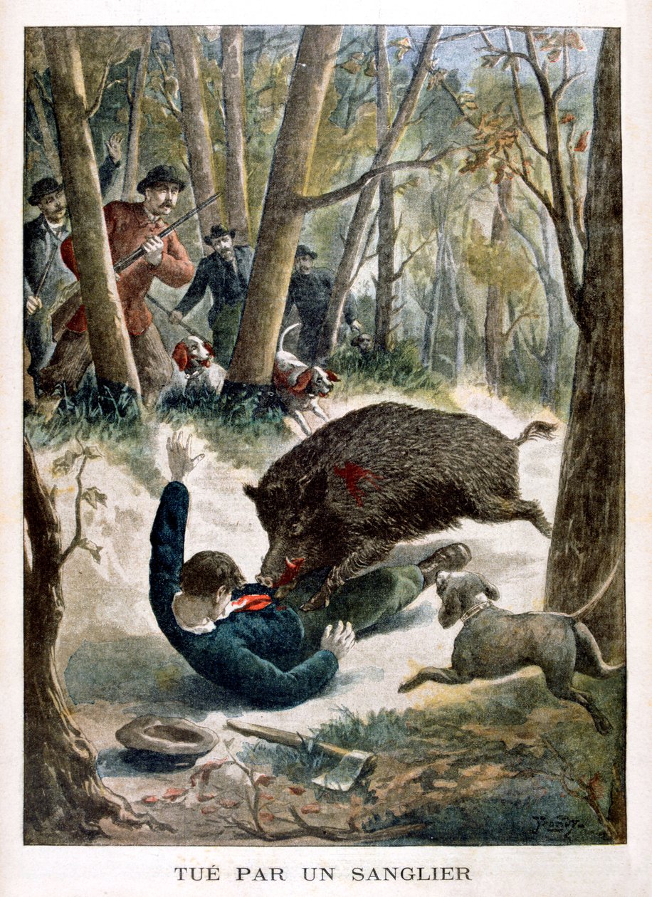 A hunter killed by a wild boar, 1901 by Unbekannt