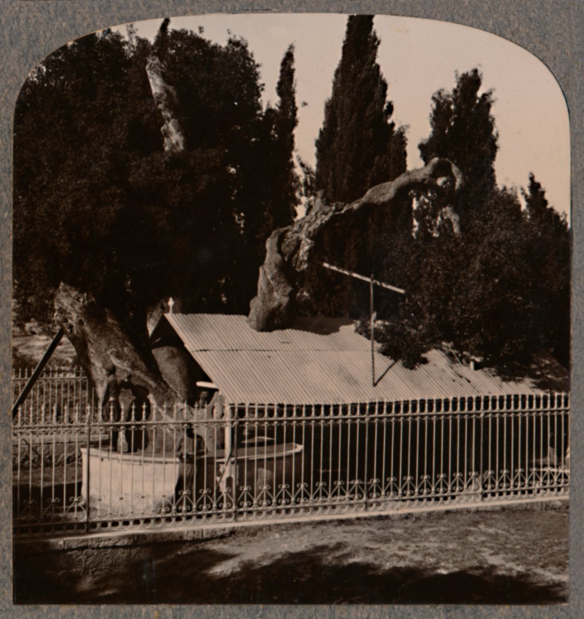Abrahams Oak near Hebron by Unbekannt