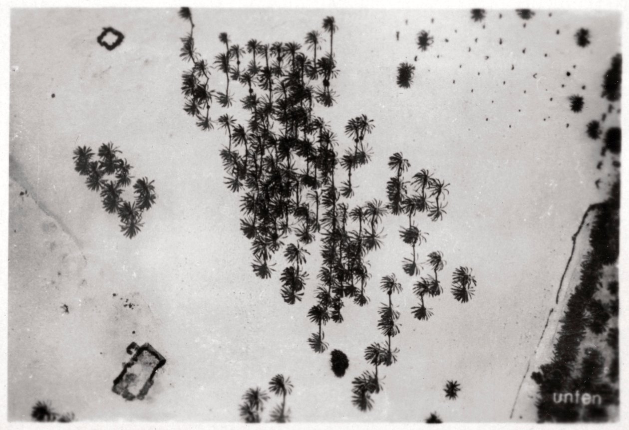 Aerial View of Palm Shadows in the Arabian Desert, from a Zeppelin, 1931-1933 by Unbekannt