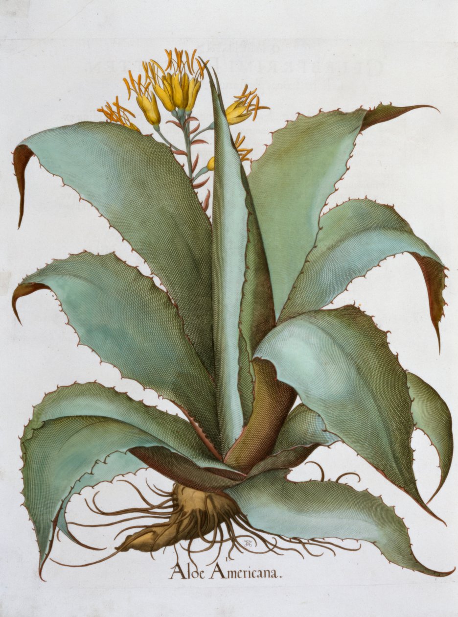 American Aloe Aloe Americana by Unbekannt