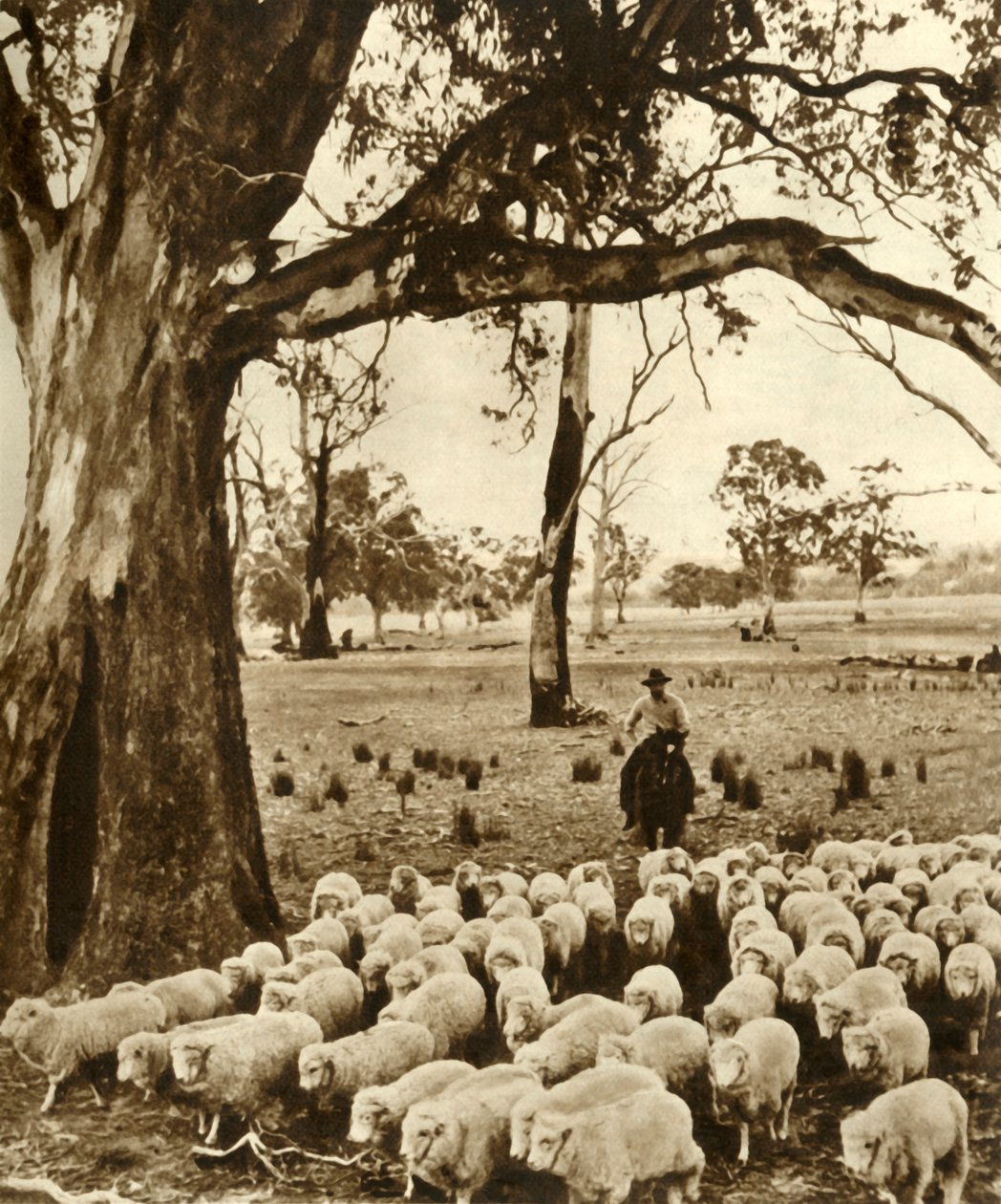 Australia - A Drover with Some of His Charges on a Sheep Station in the State of Victoria by Unbekannt