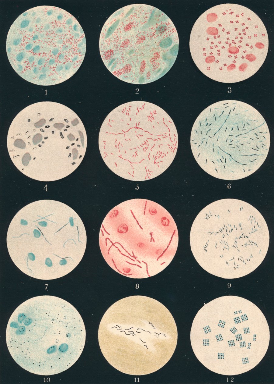 Bacteria, 19th century by Unbekannt