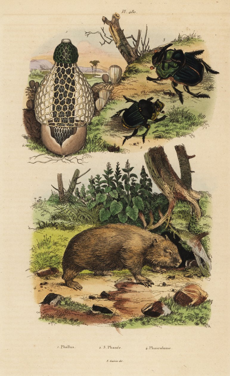 Bamboo fungus, Phallus indusiatus, scarab dung beetles, Coprophanaeus ensifer and Diabroctis mimas, and common wombat, Vombatus ursinus by Unbekannt
