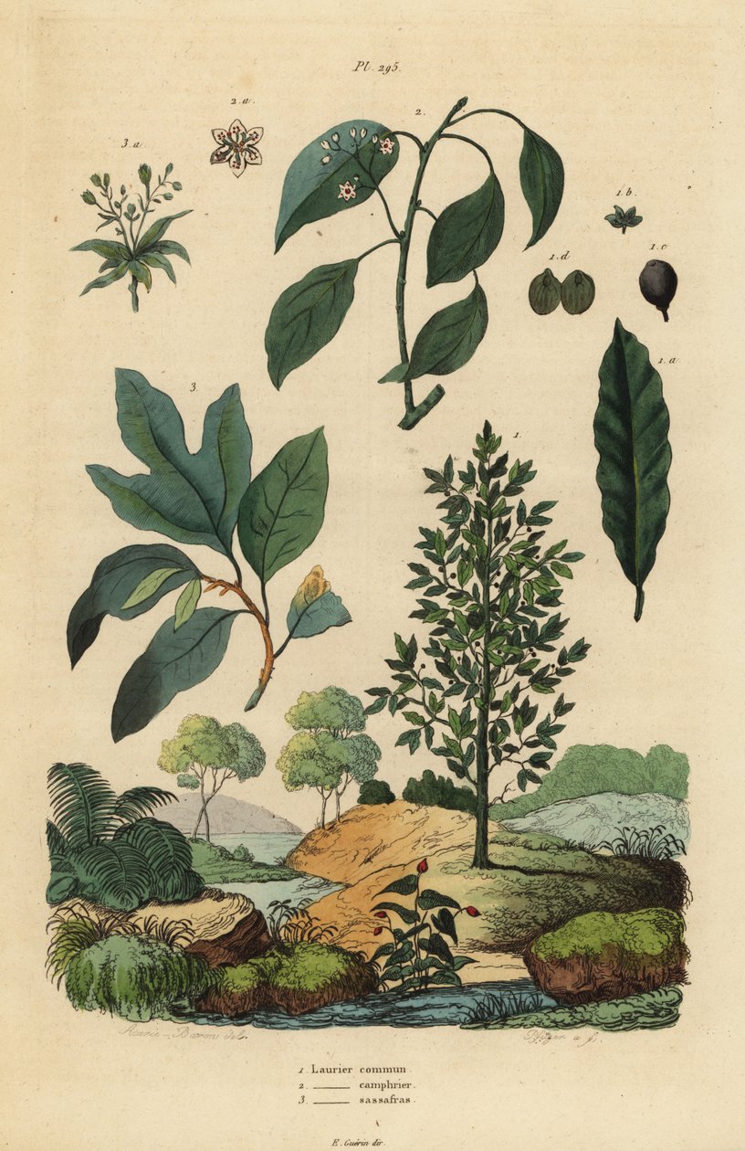 Bay Laurel, Camphor Tree, and Sassafras by Unbekannt