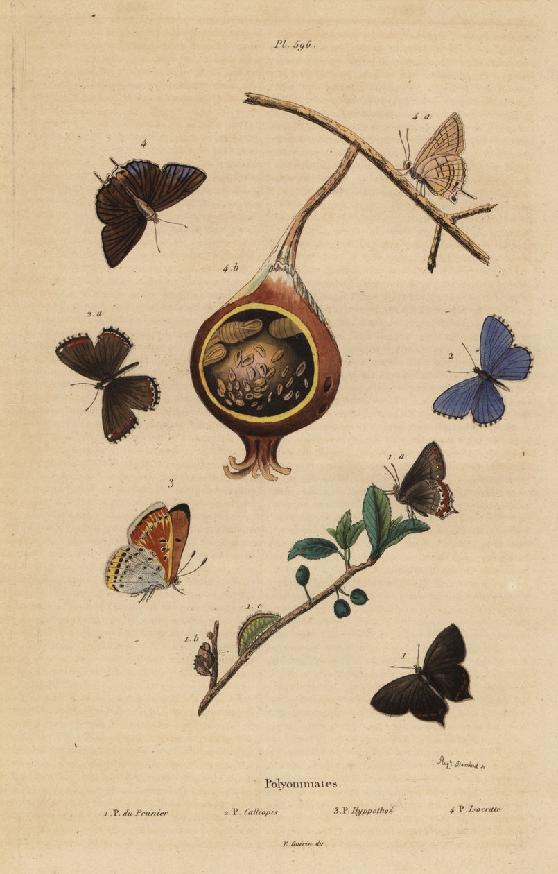 Black hairstreak butterfly, Satyrium pruni 1, common blue butterfly, Polyommatus icarus 2, purple-edged copper, Lycaena hippothoe 3, and common guava blue, Virachola isocrates 4. Polyommates du prunier, calliopsis, hyppothee, isocrate by Unbekannt