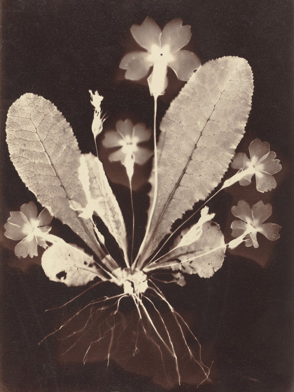 Botanical Photogram by Unbekannt: Buy fine art print
