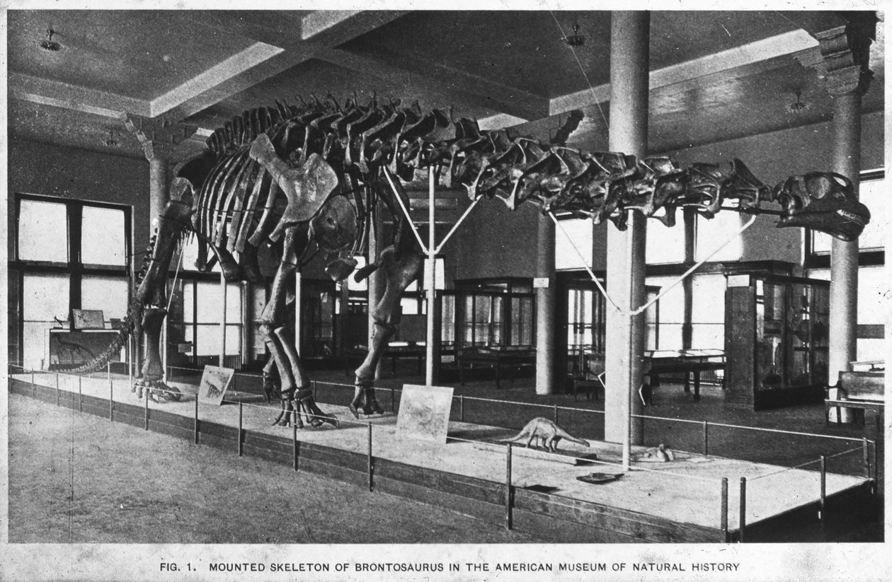 Brontosaurus skeleton, American Museum of Natural History, New York, USA by Unbekannt