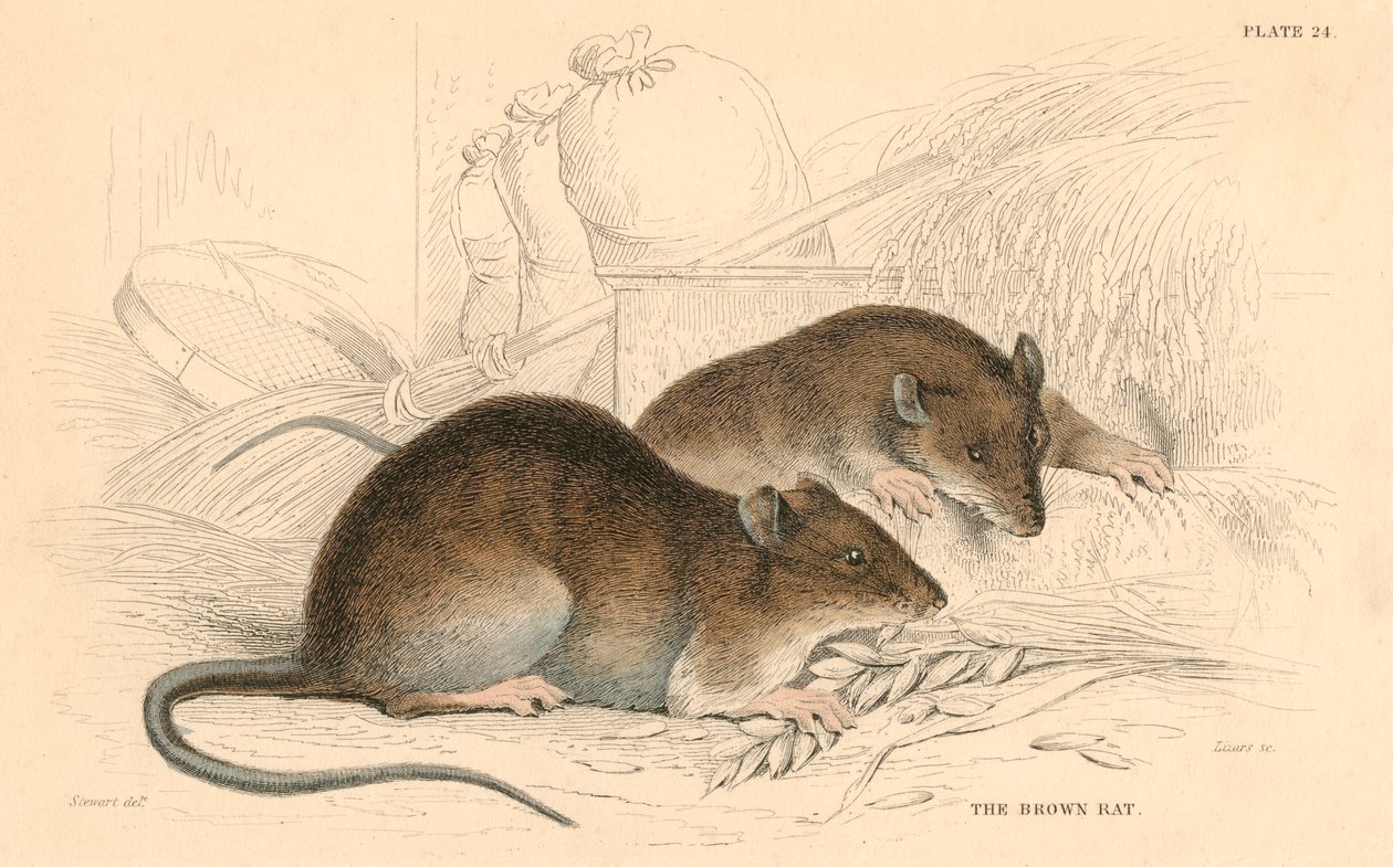Brown Rat Rattus rattus by Unbekannt
