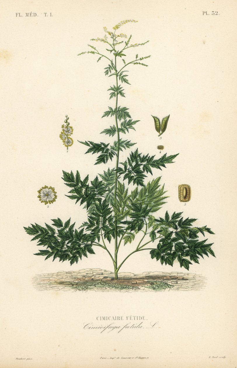Bugbane or cohosh by Unbekannt