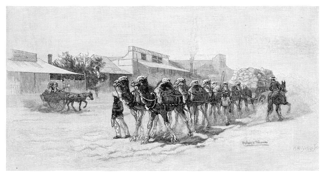 Camel Team, Wilcannia, New South Wales, Australia, 1886 by Unbekannt