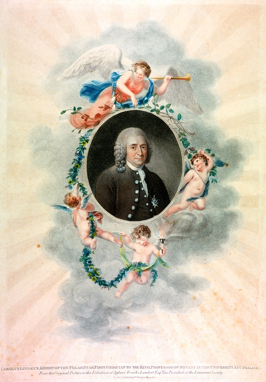 Carolus Linnaeus, Swedish Naturalist and Physician by Unbekannt