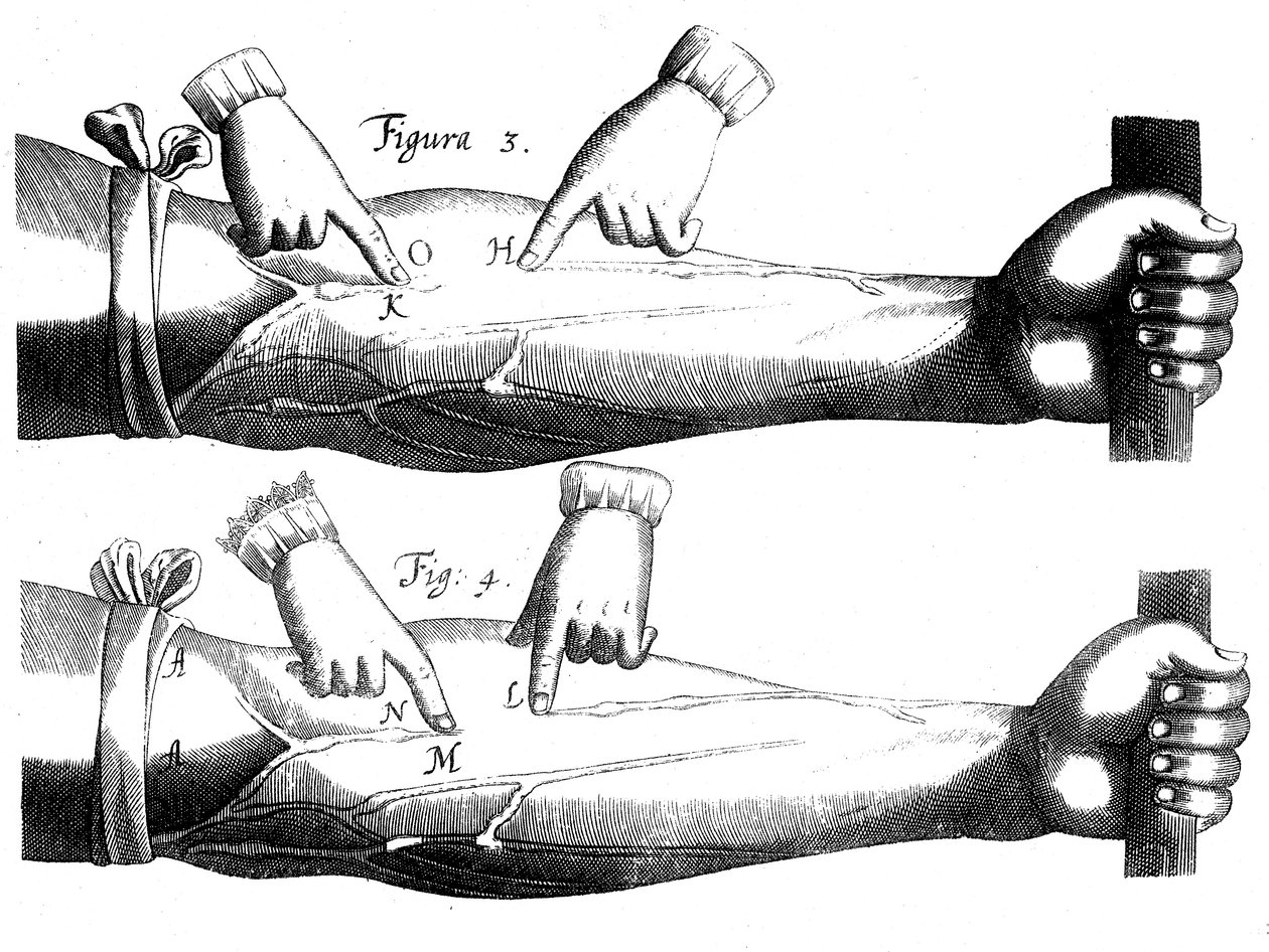 Circulation of the Blood by Unbekannt