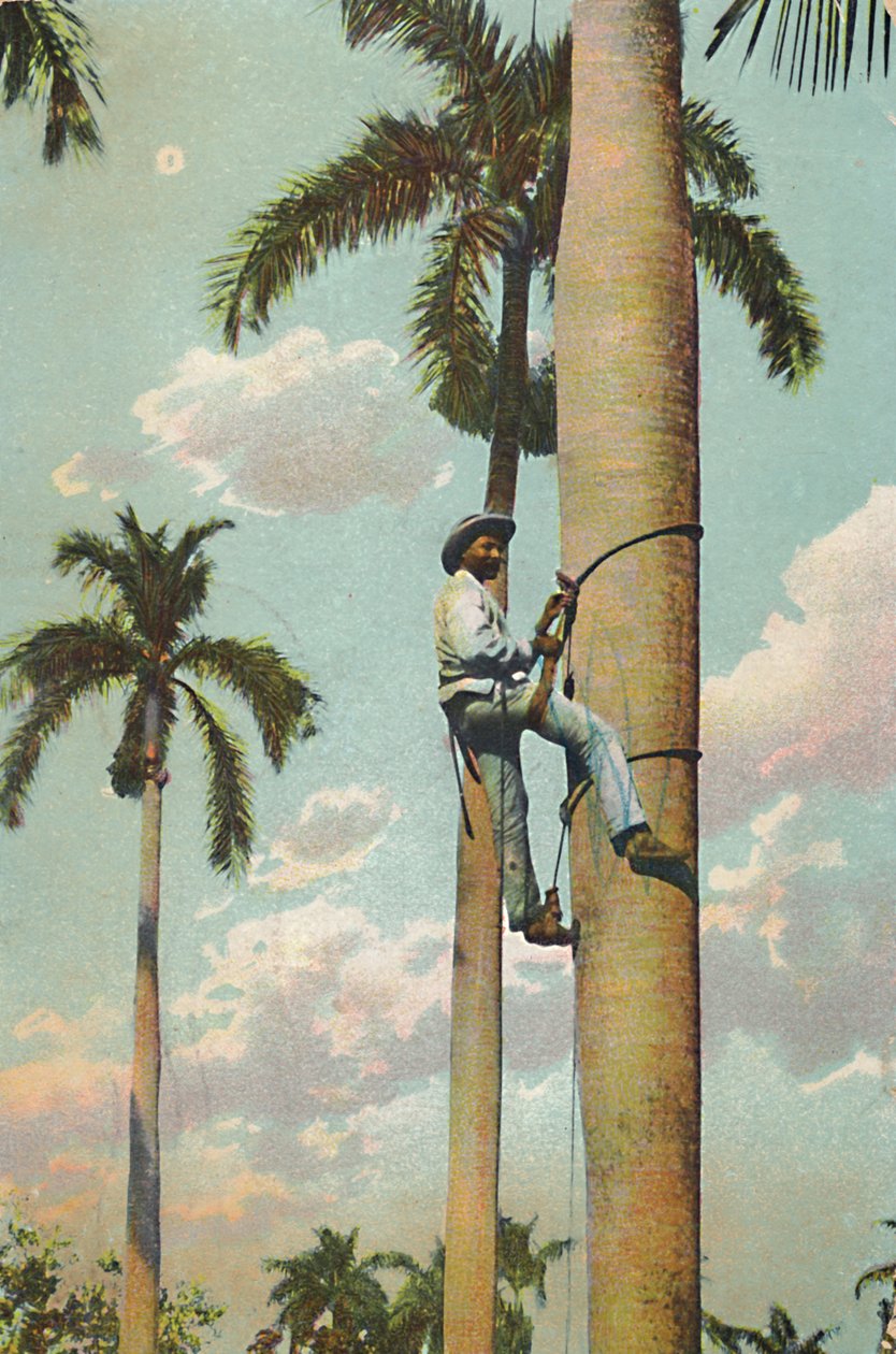 Climbing the Royal Palm by Unbekannt