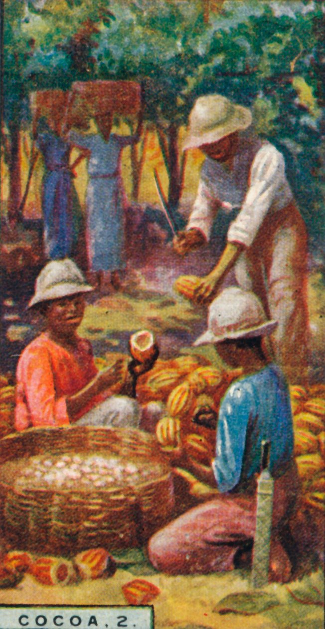 Cocoa, Opening the Pods, Trinidad, 1928 by Unbekannt