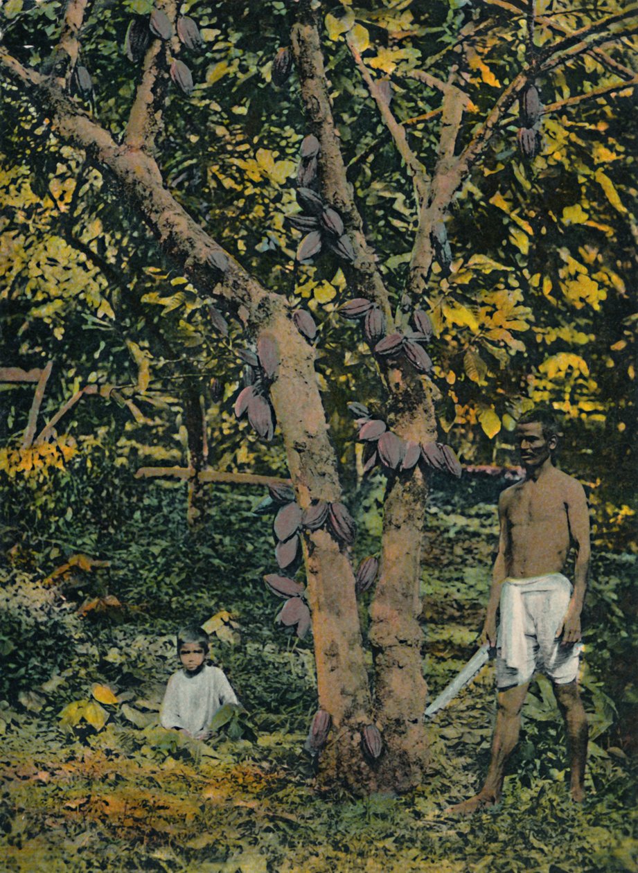 Cocoa in Full Bearing, Trinidad and Tobago, c1914 by Unbekannt