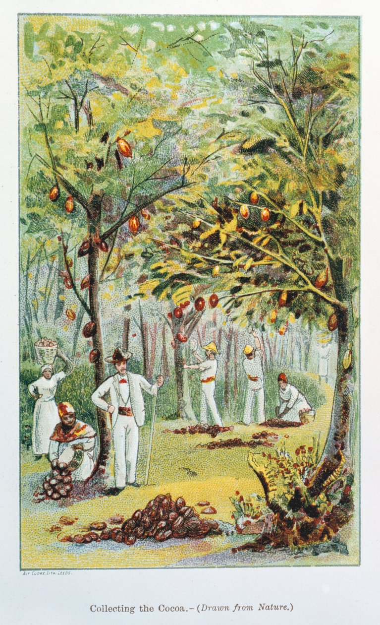 Collecting Cocoa, Venezuela, 1892 by Unbekannt