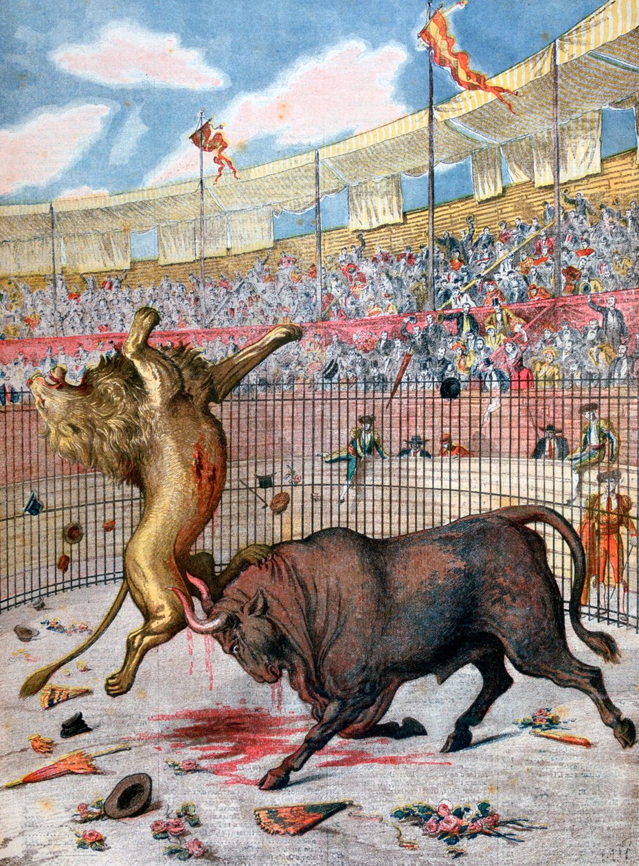Combat Between a Lion and a Bull, Spain, 1894 by Unbekannt