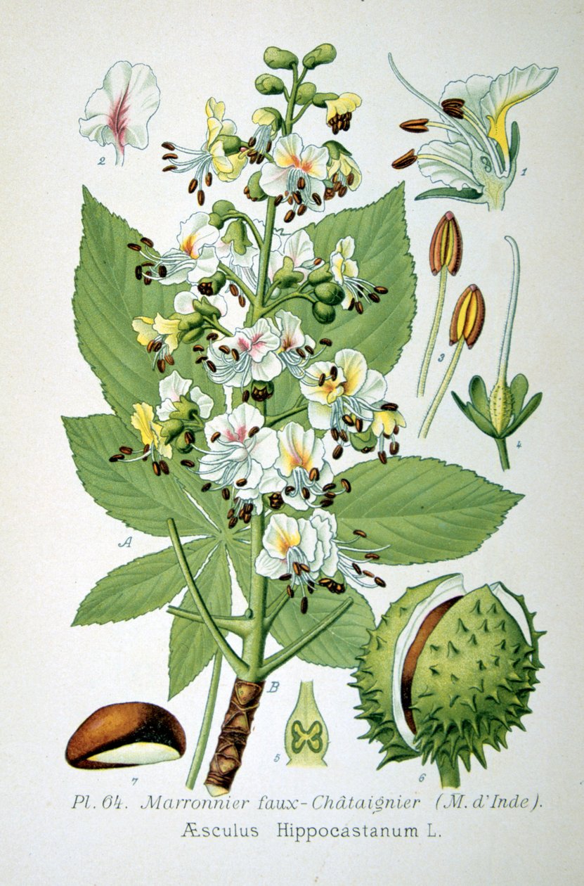 Common Horse Chestnut by Unbekannt