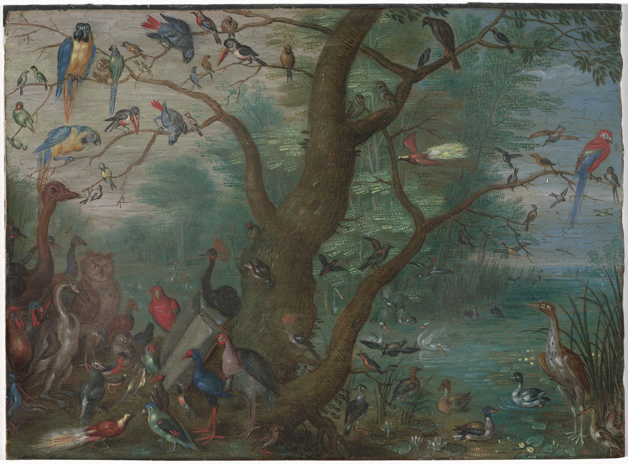 Concert of Birds, 1660-1670 by Unbekannt