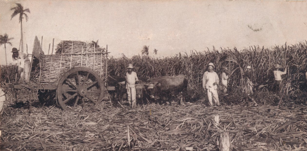 Corte de Canna. - Gathering Sugarcane. Cuba, c1900 by Unbekannt