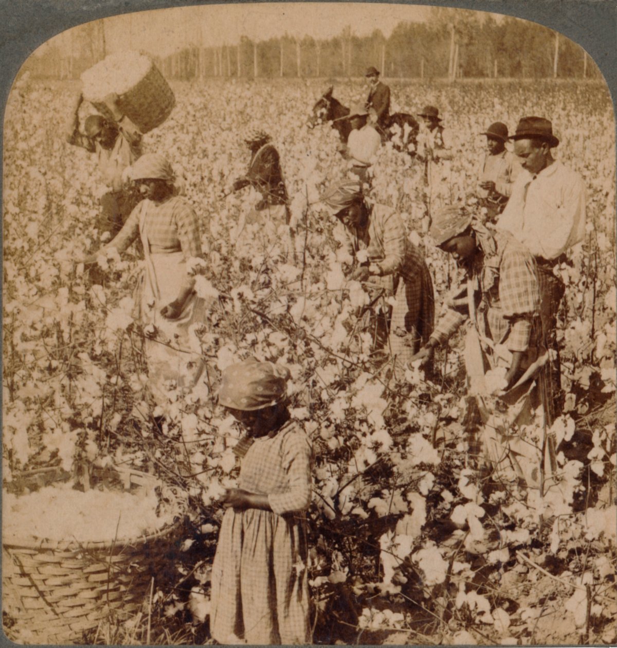 Cotton is King - Plantation Scene with Pickers at Work, Georgia by Unbekannt