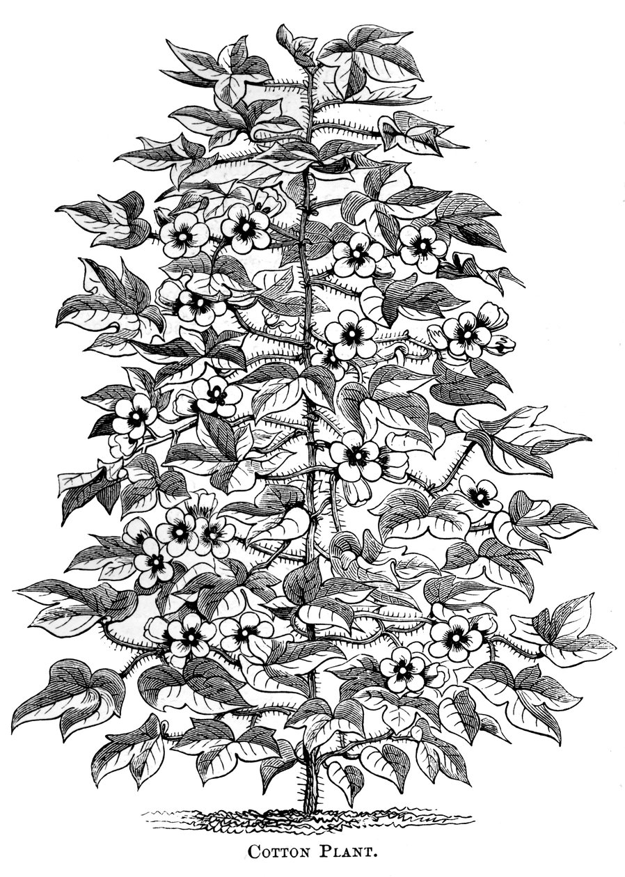 Cotton plant, c1880 by Unbekannt