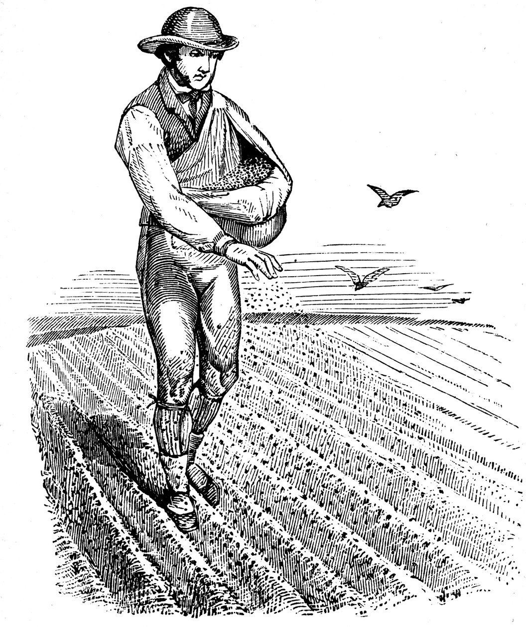 Crop rotation: sowing seed broadcast by Unbekannt
