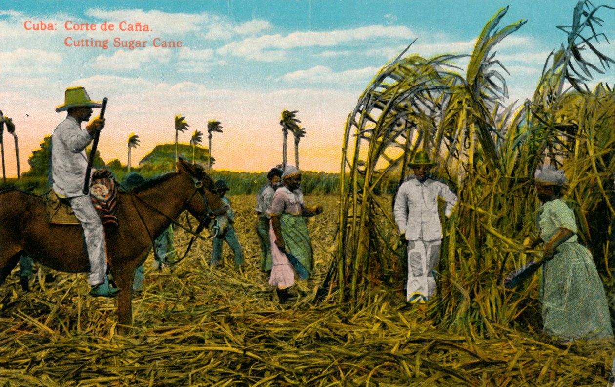 Cuba: Corte de Cana. Cutting Sugar Cane by Unbekannt