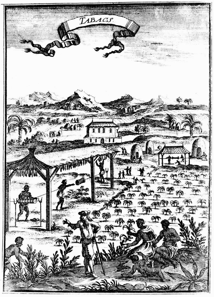 Cultivating and Curing Tobacco in West Indies Using Slave Labour by Unbekannt