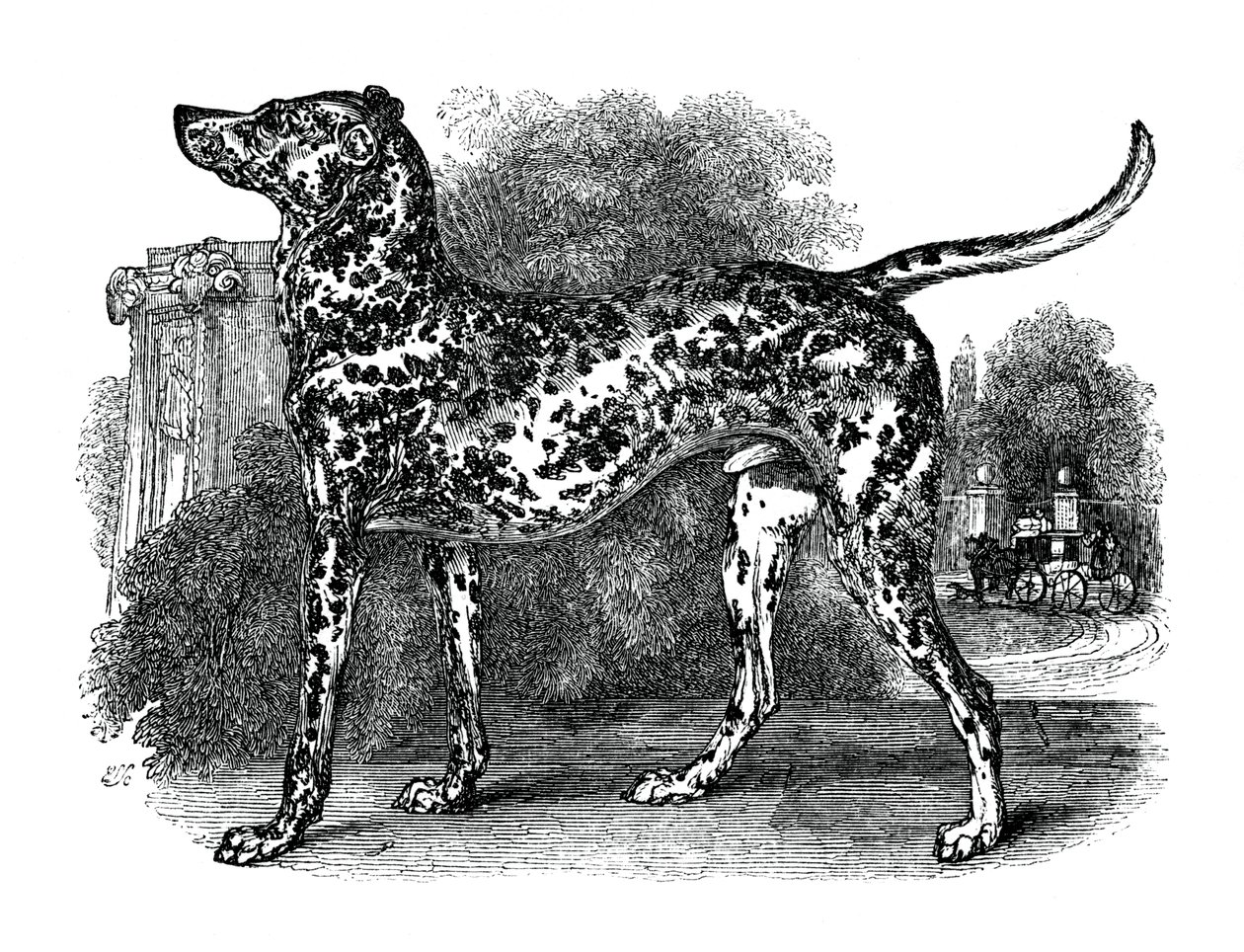 Dalmatian Dog, 1848 by Unbekannt