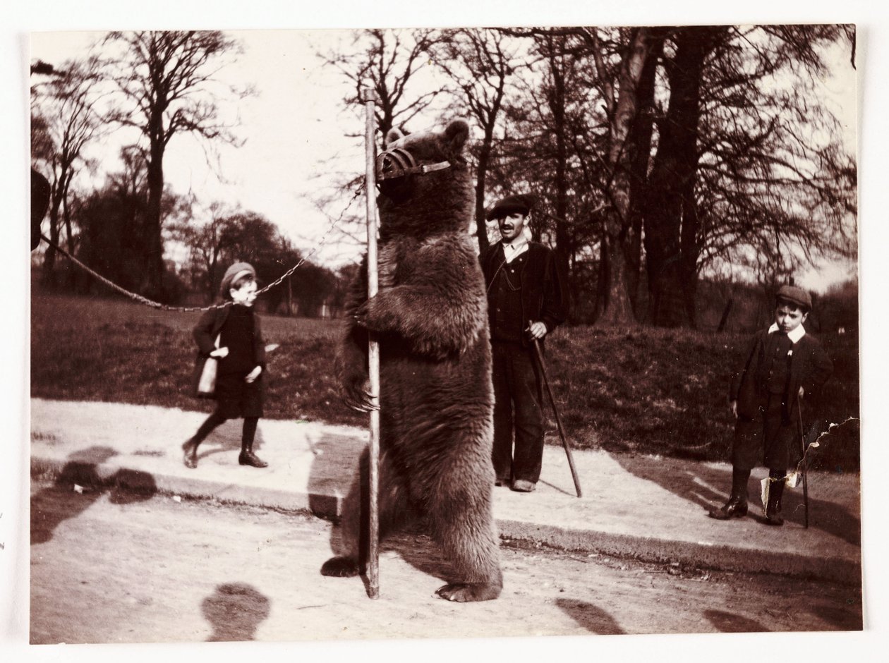 Dancing bear, c 1905 by Unbekannt