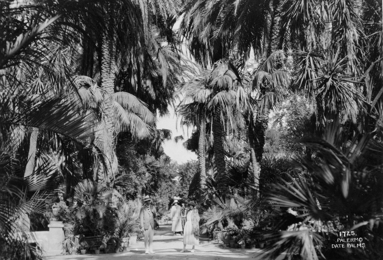 Date palms, Palermo, Sicily, Italy by Unbekannt