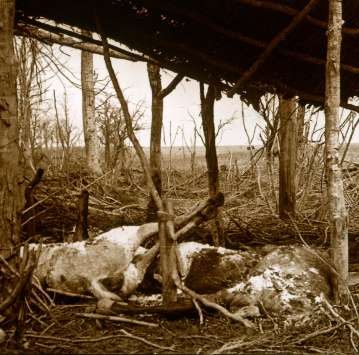 Dead horses, Verdun, northern France, c1914-c1918 by Unbekannt