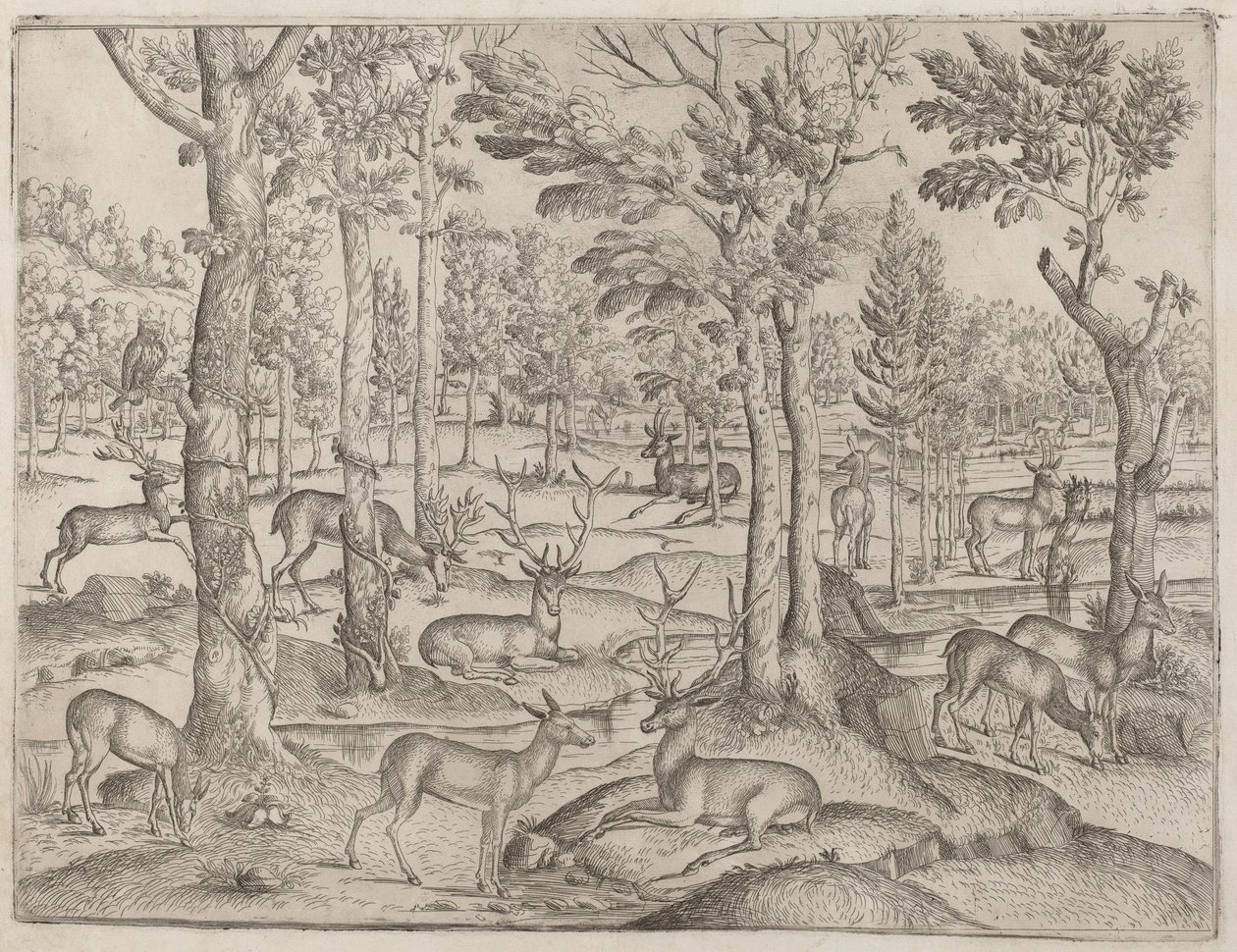 Deer in the Forest by Unbekannt