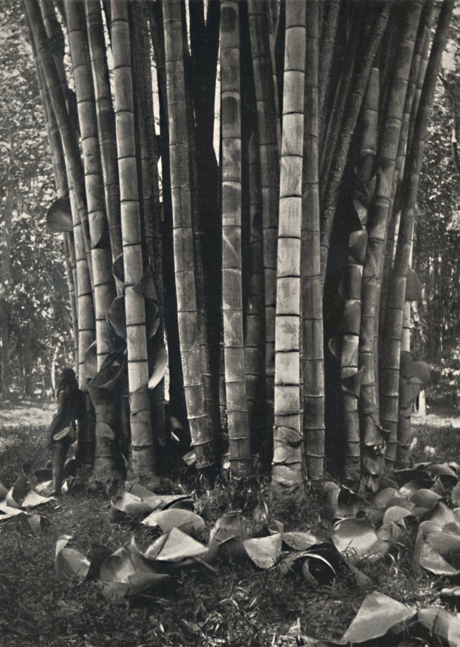 The Lower Part of the Stems of a Giant Bamboo Plant in Peradeniya, 1926 by Unbekannt