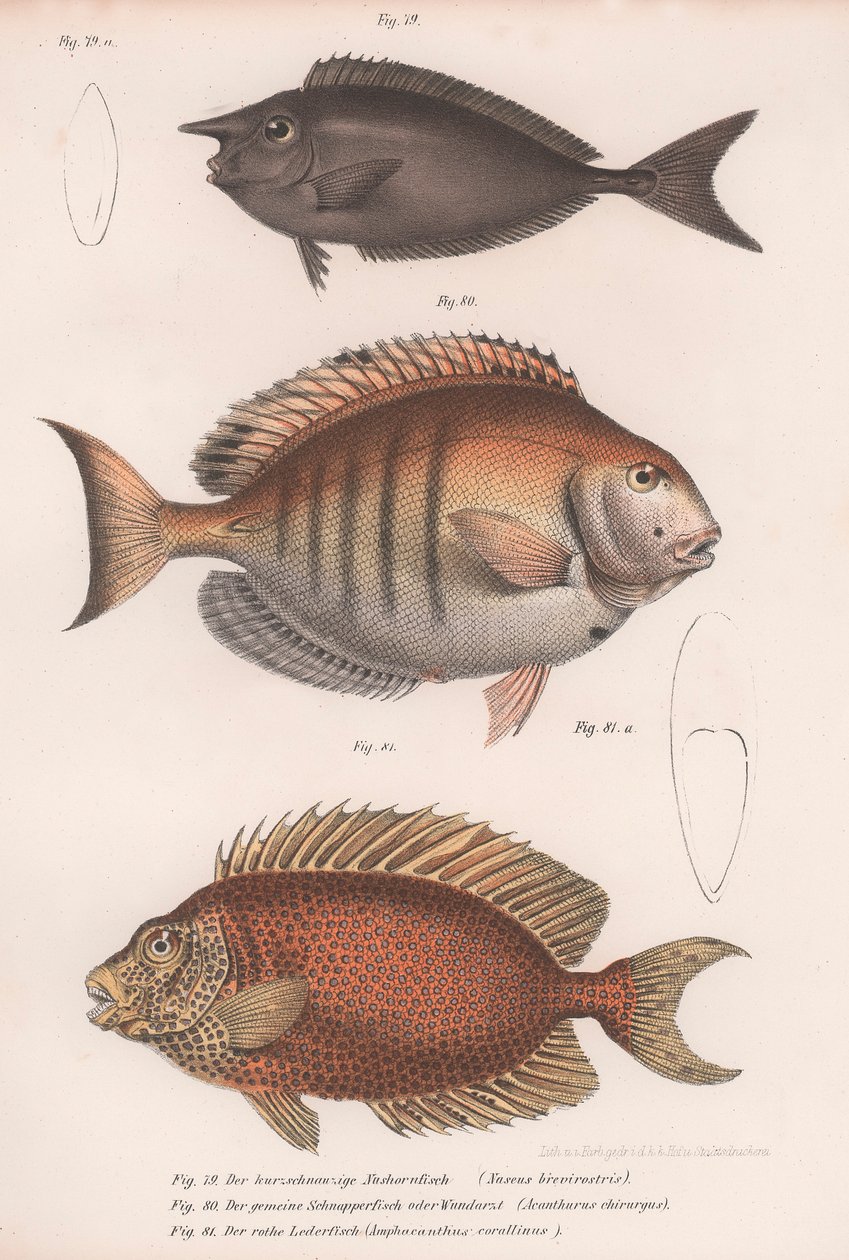 Doctorfish Tang, Common Snapper, Short-snouted Unicornfish by Unbekannt