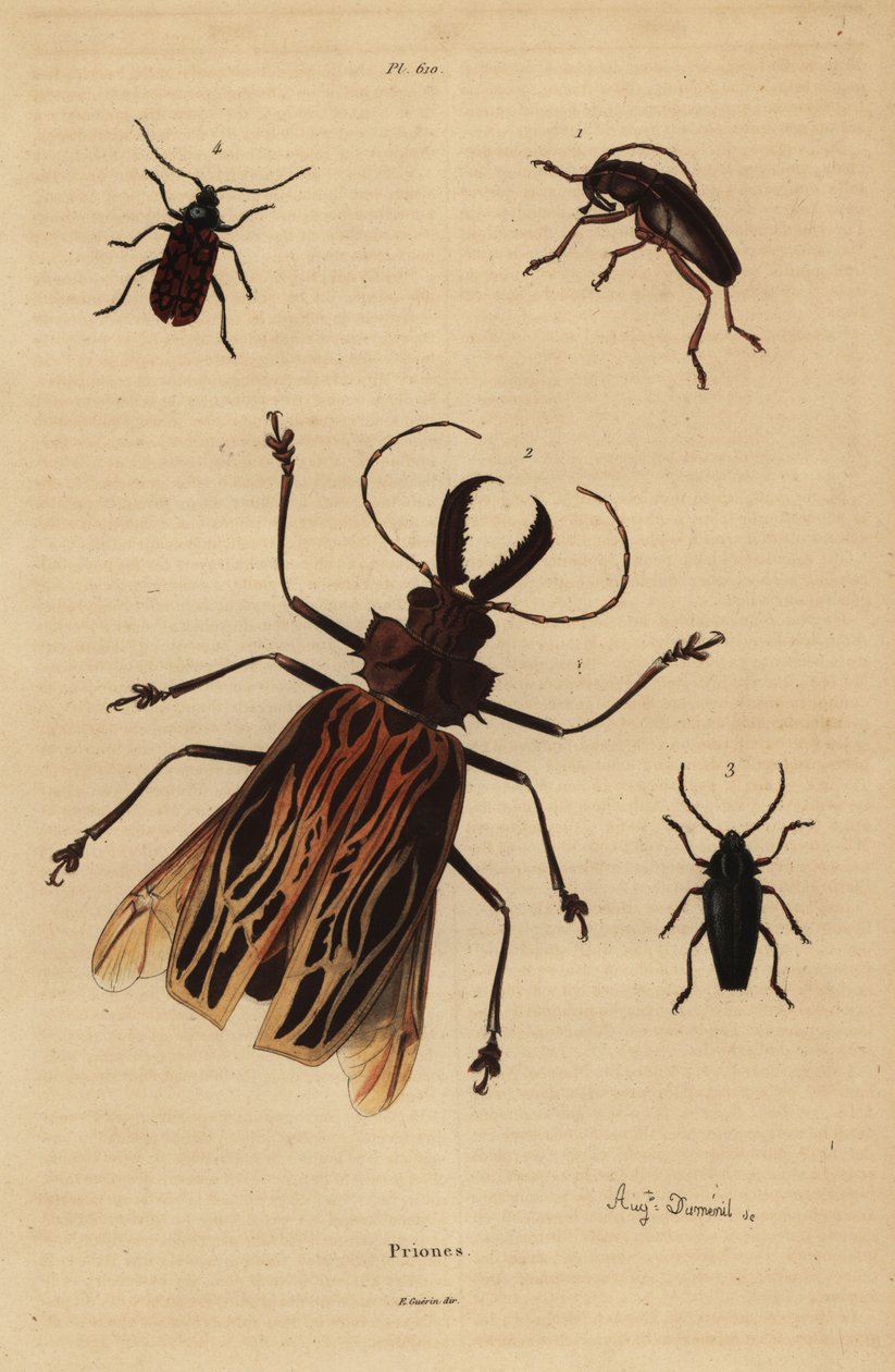Dorysthenes paradoxus, Macrodontia cervicornis, vulnerable, Elateropsis lineatus and Prionus versicolor by Unbekannt