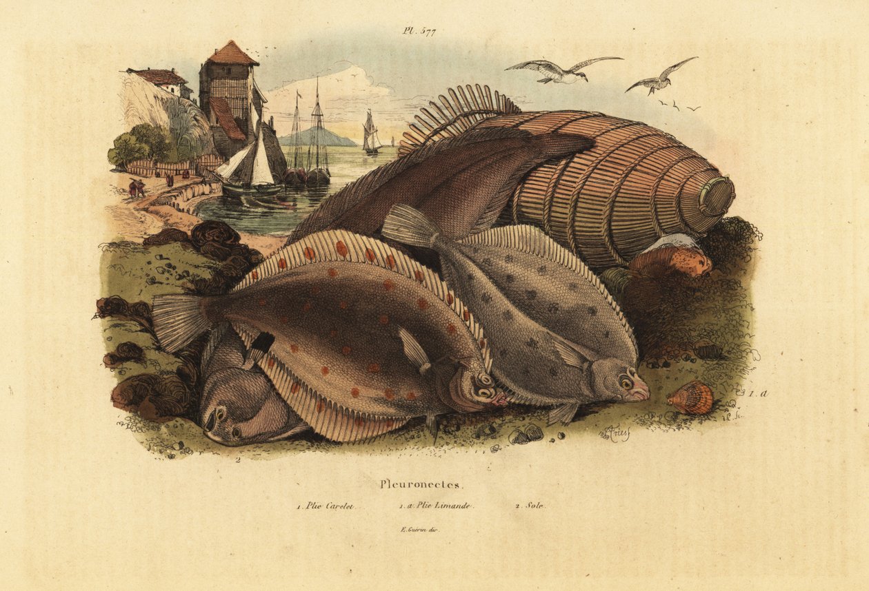 European Plaice, Common Dab, and Dover Sole by Unbekannt
