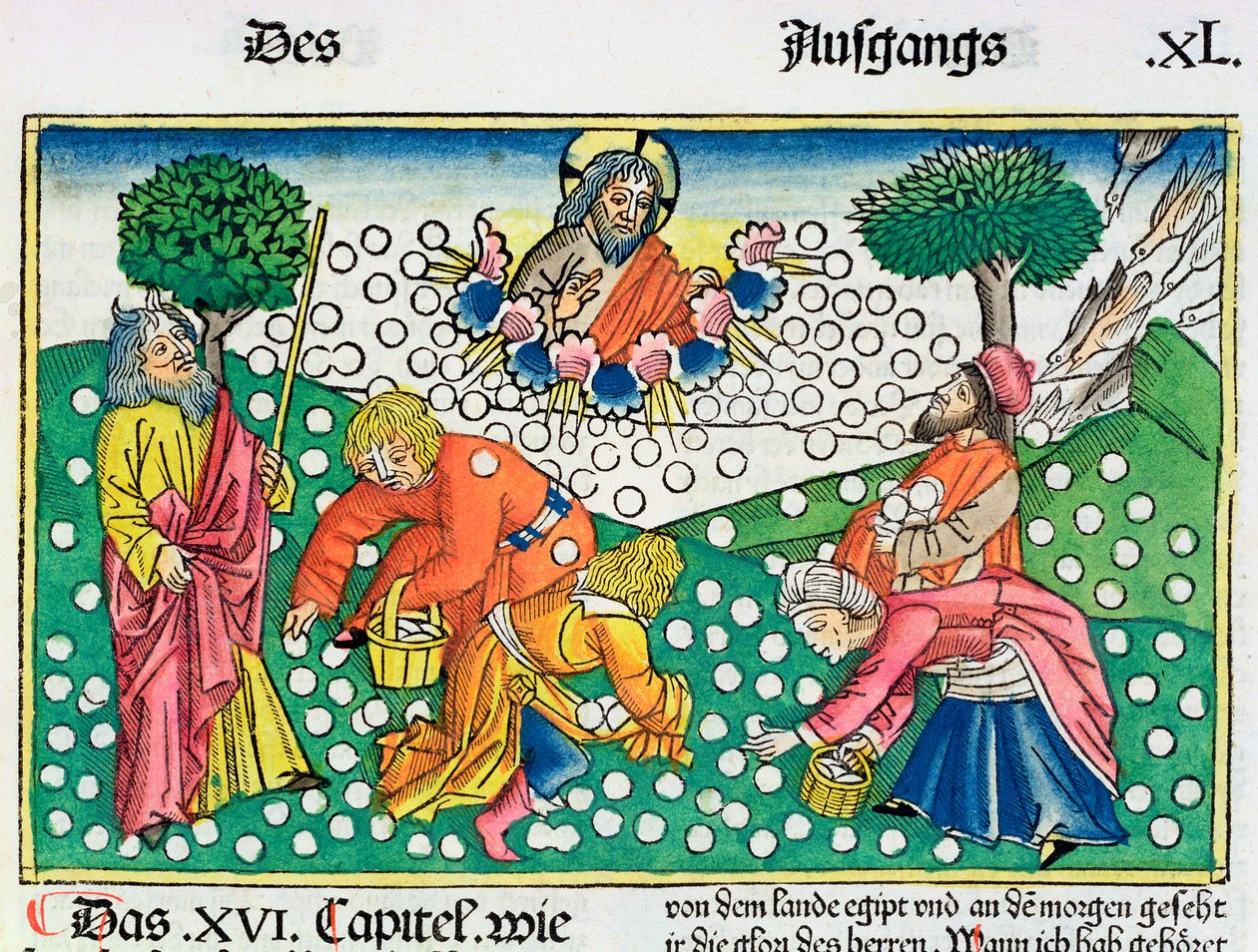 Exodus 16:13-22: God Provides Quail and Manna to the Israelites by Unbekannt