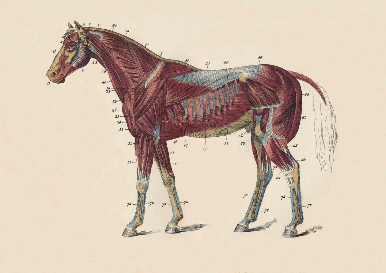 External Muscles and Tendons of the Horse
