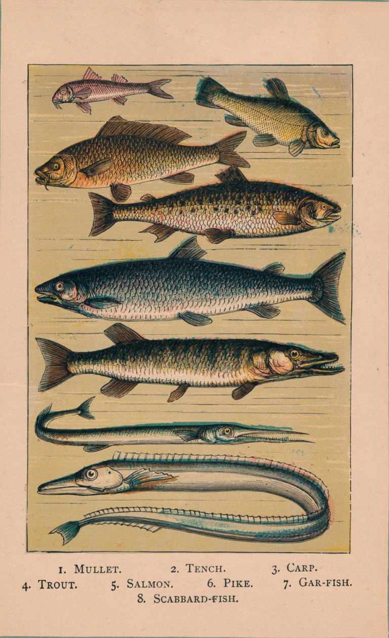 Fish, 1907 by Unbekannt