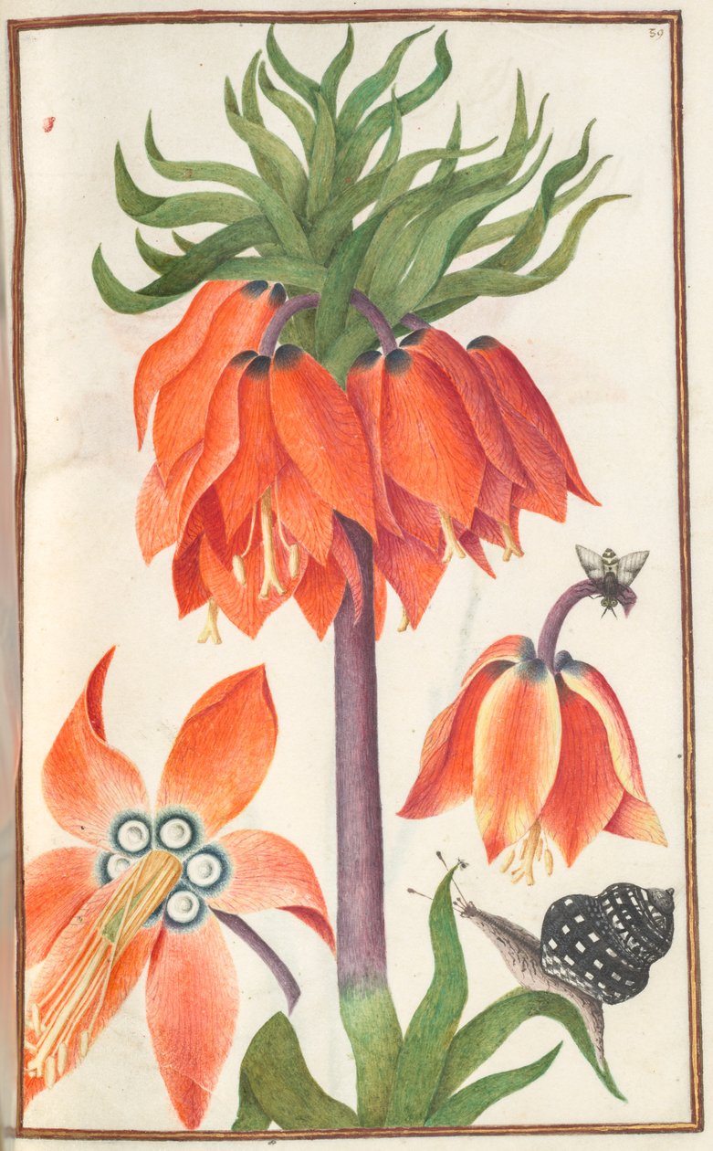 Florilegium: Page 19 Recto Orange Fritillaria Imperialis Crown Imperial by Unbekannt